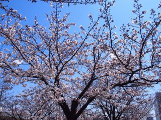 「minimoni20」さんからの投稿写真＠さくら広場（幕張）