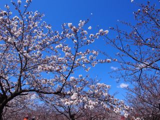 「minimoni20」さんからの投稿写真＠さくら広場（幕張）