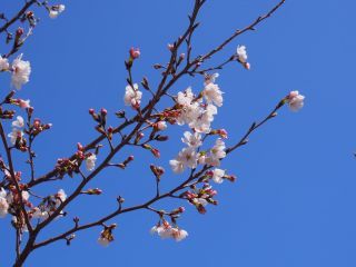 「minimoni20」さんからの投稿写真＠さくら広場（幕張）