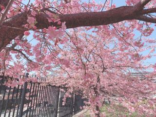 「なち」さんからの投稿写真＠淀水路の河津桜