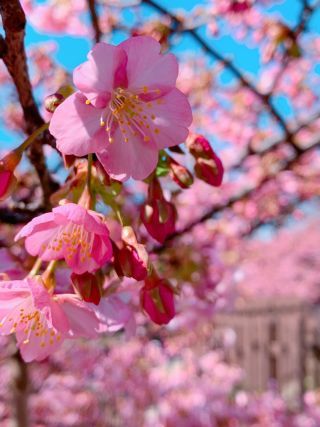 「なち」さんからの投稿写真＠淀水路の河津桜