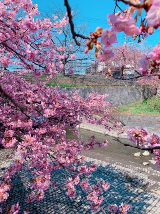 「なち」さんからの投稿写真＠淀水路の河津桜