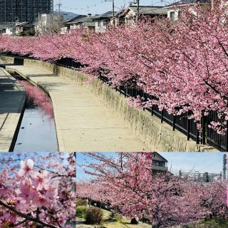 「加恋」さんからの投稿写真＠淀水路の河津桜