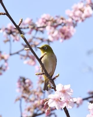 「おかん」さんからの投稿写真＠淀水路の河津桜