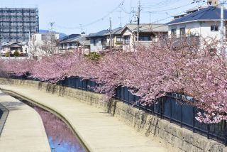 「おかん」さんからの投稿写真＠淀水路の河津桜