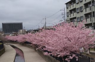 「有栖川　一」さんからの投稿写真＠淀水路の河津桜