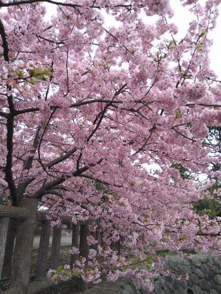 「有栖川　一」さんからの投稿写真＠淀水路の河津桜