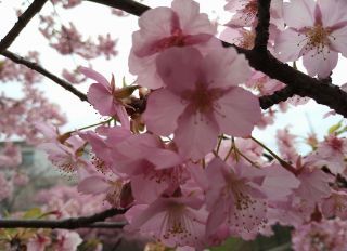 「有栖川　一」さんからの投稿写真＠淀水路の河津桜