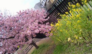 「有栖川　一」さんからの投稿写真＠淀水路の河津桜