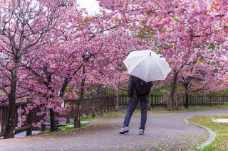 「みゆ」さんからの投稿写真＠淀水路の河津桜