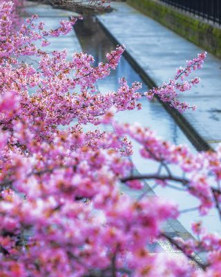 「みゆ」さんからの投稿写真＠淀水路の河津桜