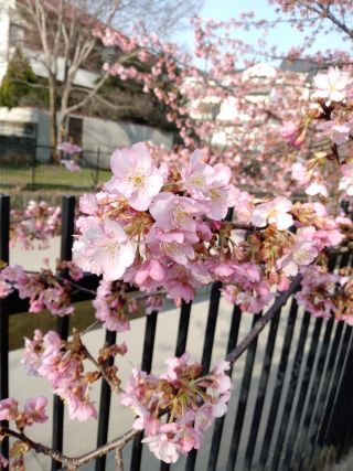 「おりん」さんからの投稿写真＠淀水路の河津桜