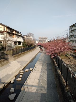 「おりん」さんからの投稿写真＠淀水路の河津桜