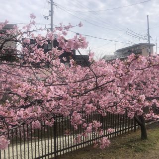 「ヒロニン」さんからの投稿写真＠淀水路の河津桜