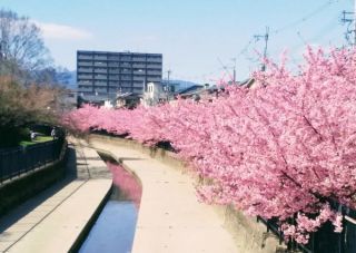「パープル」さんからの投稿写真＠淀水路の河津桜