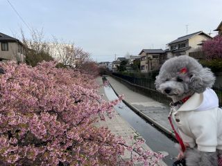 「トイプードルのトルテ」さんからの投稿写真＠淀水路の河津桜