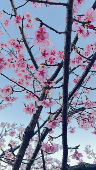 「みるく」さんからの投稿写真＠淀水路の河津桜