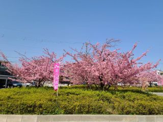 「あいちゃん」さんからの投稿写真＠淀水路の河津桜