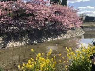 「しもっち」さんからの投稿写真＠淀水路の河津桜