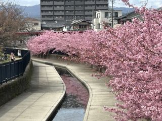 「しもっち2026/3/7」さんからの投稿写真＠淀水路の河津桜