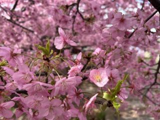 「しもっち2026/3/7」さんからの投稿写真@淀水路の河津桜