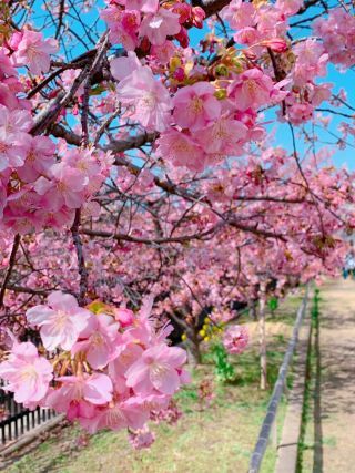 「なち」さんからの投稿写真＠淀水路の河津桜