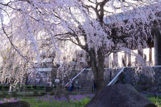 「grazia」さんからの投稿写真＠東郷寺