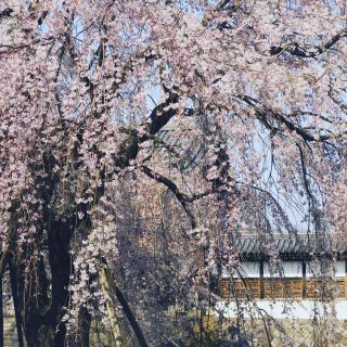 「ametrine」さんからの投稿写真＠東郷寺