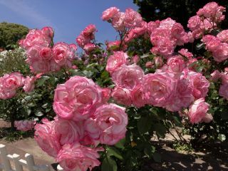 「zerolyst」さんからの投稿写真＠庄内緑地公園