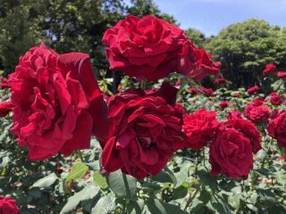 「zerolyst」さんからの投稿写真＠庄内緑地公園