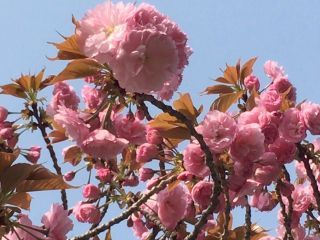「zerolyst」さんからの投稿写真＠庄内緑地公園