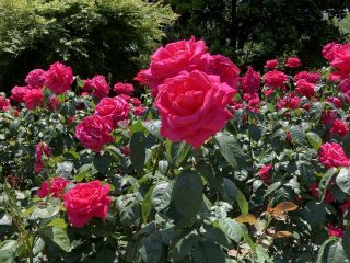 「zerolyst」さんからの投稿写真＠庄内緑地公園
