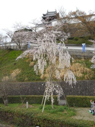 「お城に花を咲かせよう」さんからの投稿写真＠福知山城