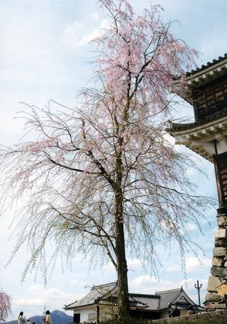 「お城に花を咲かせよう」さんからの投稿写真＠福知山城