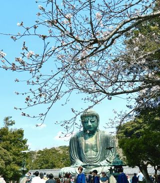 「Mariko」さんからの投稿写真＠高徳院（鎌倉大仏）