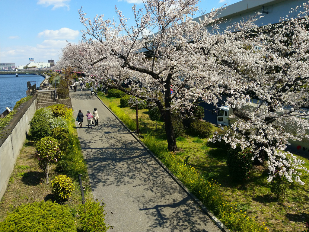 桜 隅田 公園 2021年！隅田公園(浅草側・墨田区側)の桜の開花状況は？お花見可能スポットも