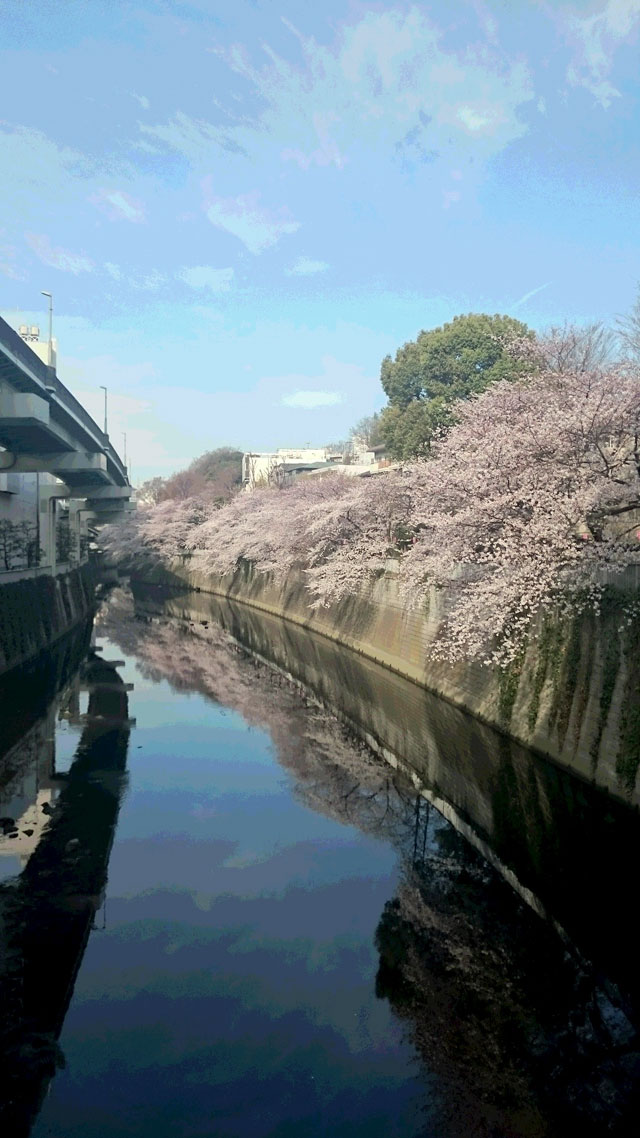 江戸川公園の桜 花見特集23