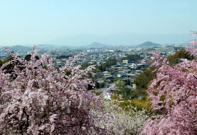 大神神社の桜 花見特集21