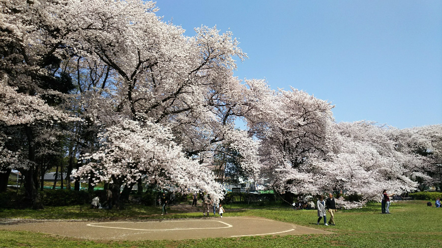 砧公園の桜 花見特集21