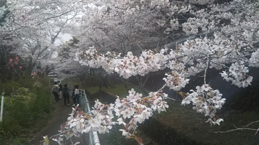 飯山白山森林公園の桜の投稿写真 花見特集21
