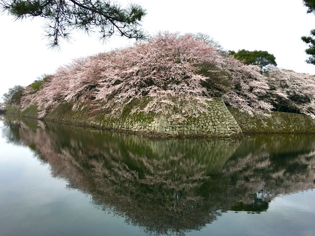 彦根城の桜の投稿写真 花見特集22
