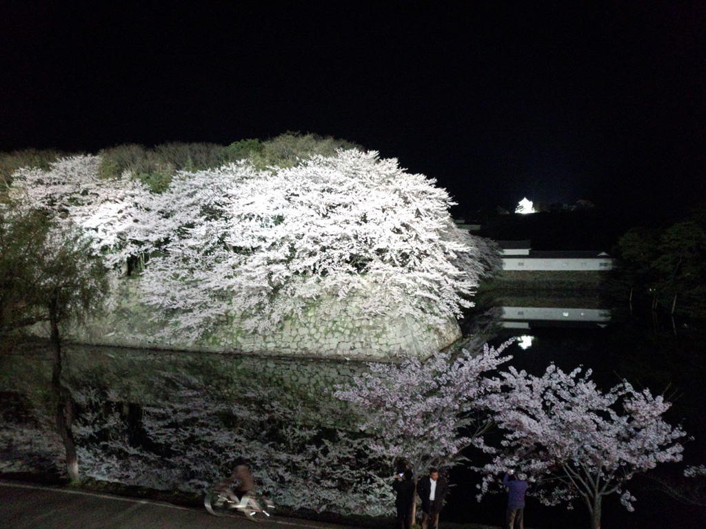 彦根城の桜 花見特集21