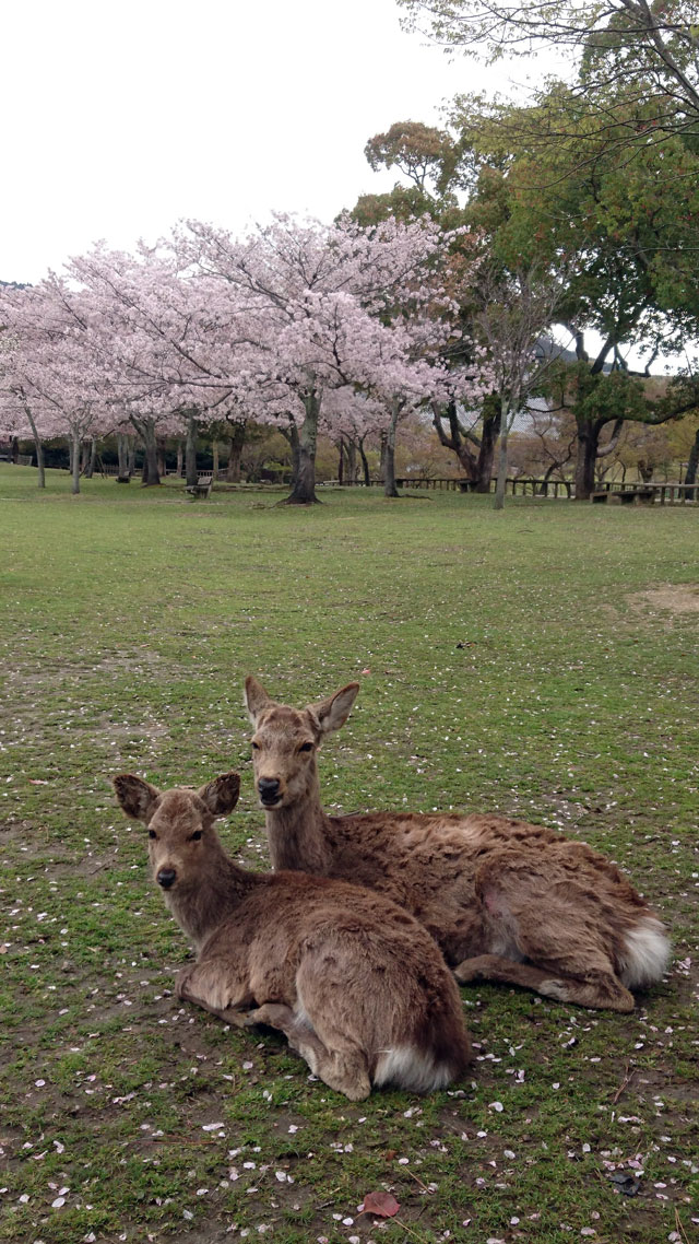 奈良公園の桜 花見特集21