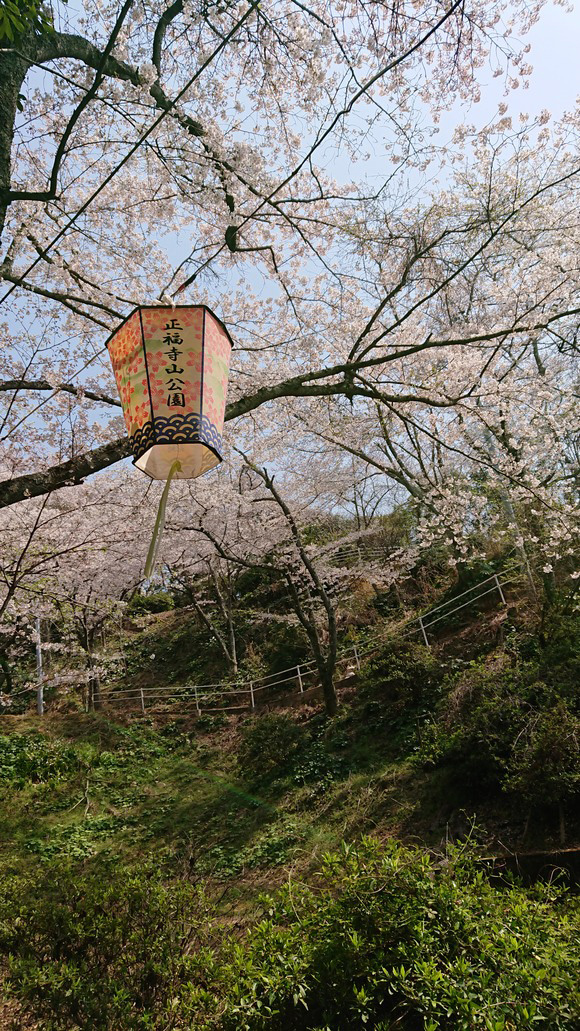 正福寺山公園の桜の投稿写真 花見特集22