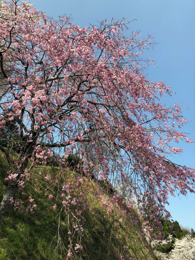 丸岡公園の桜 花見特集