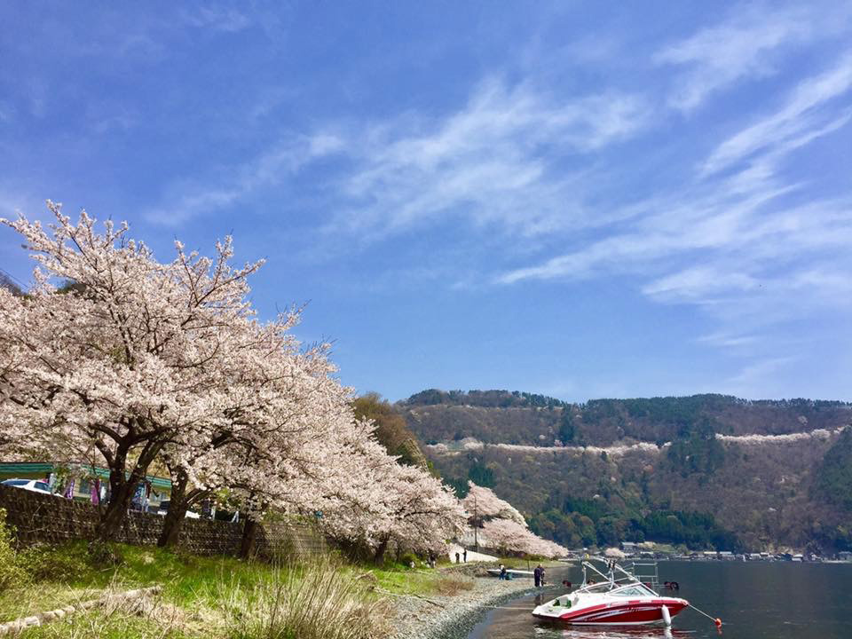 奥琵琶湖パークウェイの桜の投稿写真 花見特集22