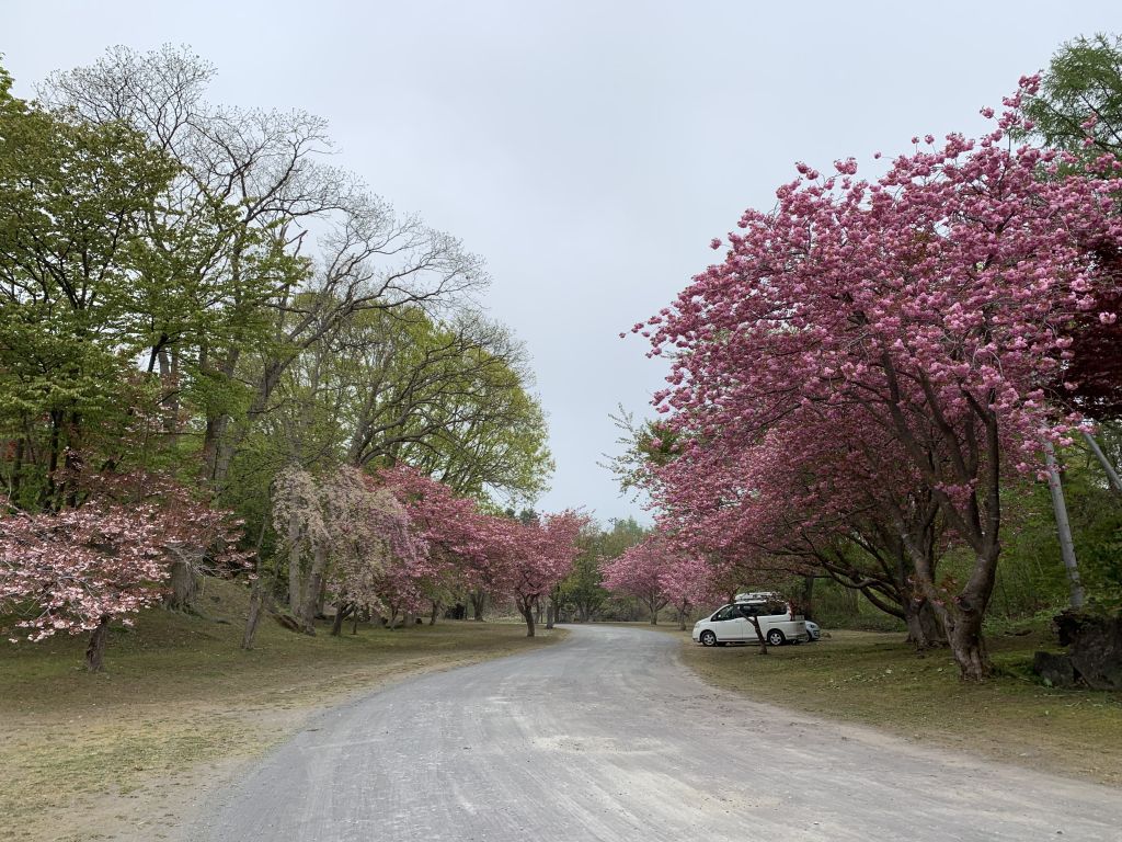 有珠善光寺自然公園の桜の投稿写真 花見特集22