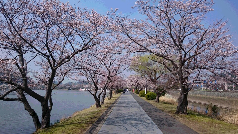 千波湖畔の桜の投稿写真 花見特集21