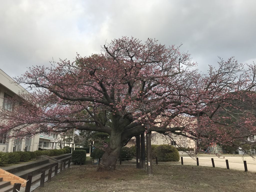 向島小学校の桜 花見特集21