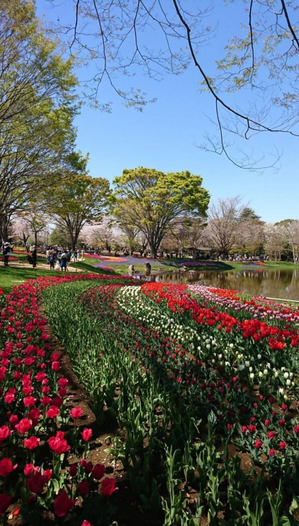 昭和 記念 公園 桜 2022